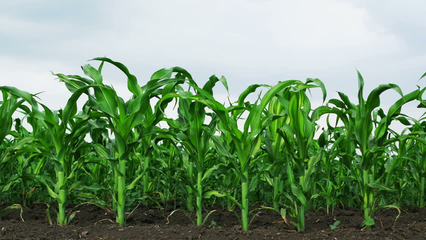 Corn Field, Cultivated Land, Cereals, Maize Harvest, Agriculture