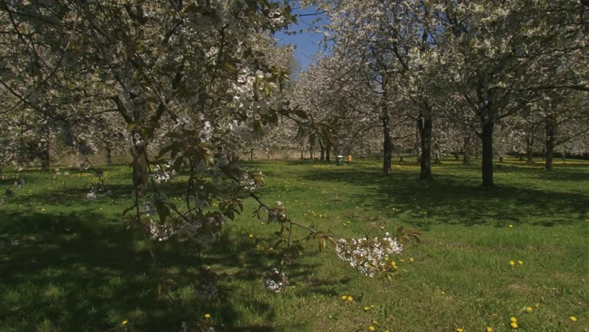 orchard in full bloom - tilt up branch old fruit tree. The Betuwe in Holland is famous for its fruit production.