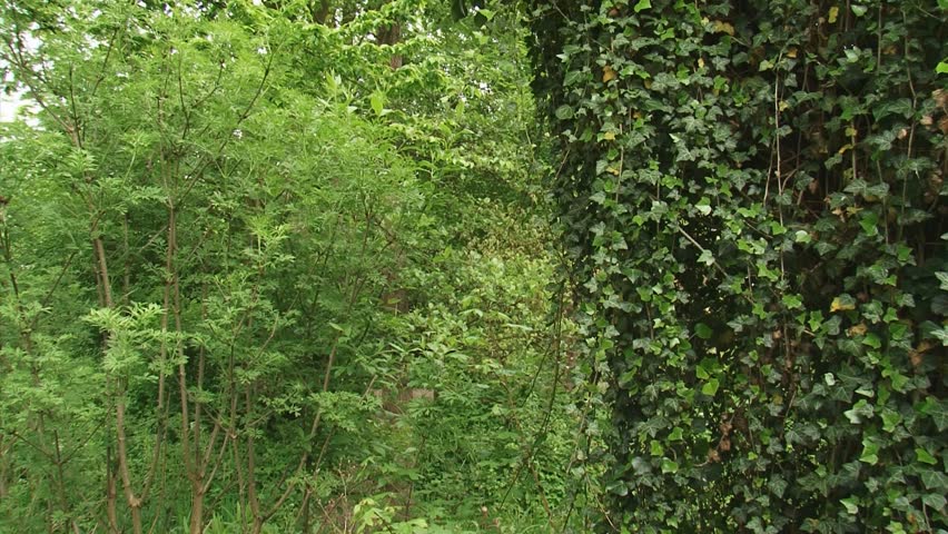 Hedera helix, Common Ivy, English Ivy in forest pan