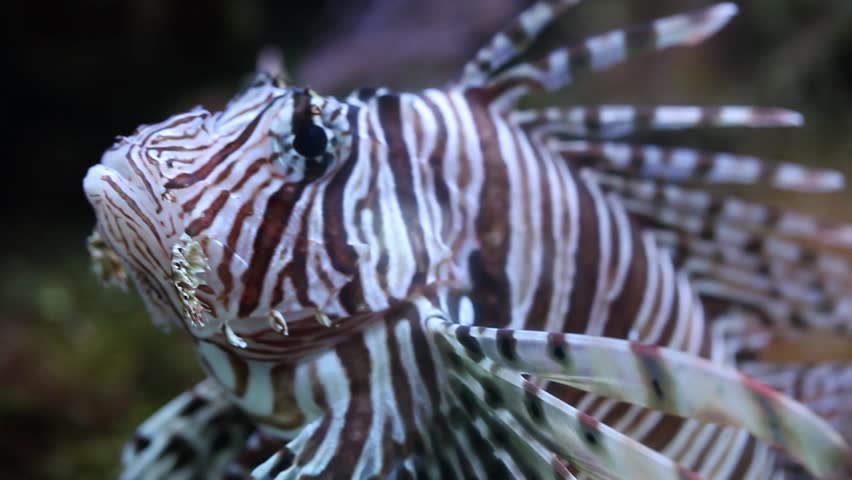 Pterois Volitans, Lionfish