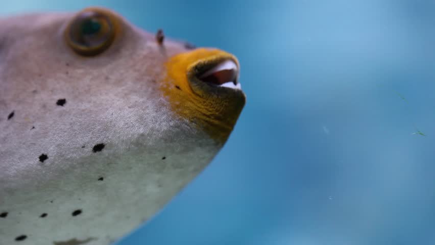 Blackspotted puffer (Arothron nigropunctatus)