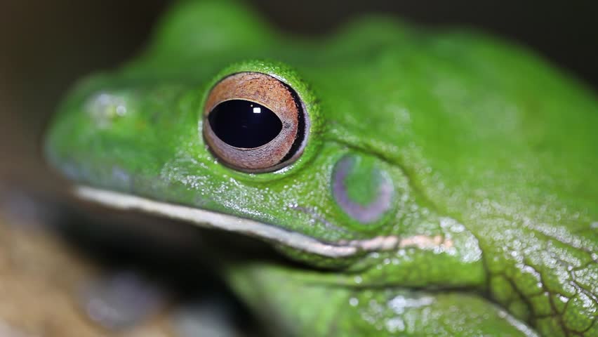 Green Tree Frog or White's Tree Frog or Dumpy Tree Frog (Litoria caerulea) wink