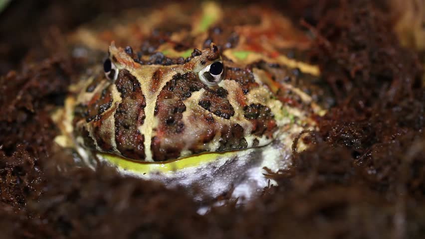 Horned frog (ceratophrys ornata)