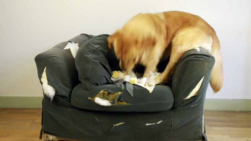 Dog demolishes chair 