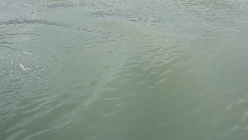 Coastal bottlenose dolphin swimming in Indian ocean off the Wild Coast (Transkei) - South Africa