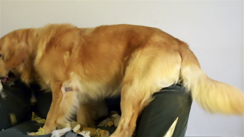 Dog demolishes chair 