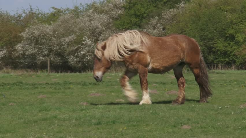 draft horse walking in pasture, spring.  Large herbivore in typical Dutch river landscape with flowering blackthorn in background.