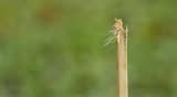 Caterpillar