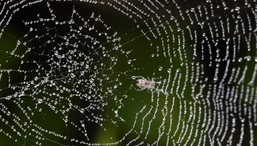 Spider Web Covered with Sparkling Dew Drops