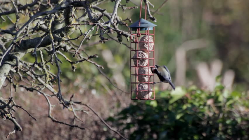 Garden Bird Feeder