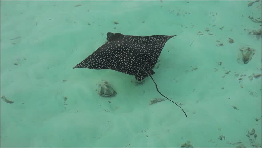 The Stingray In The Sea