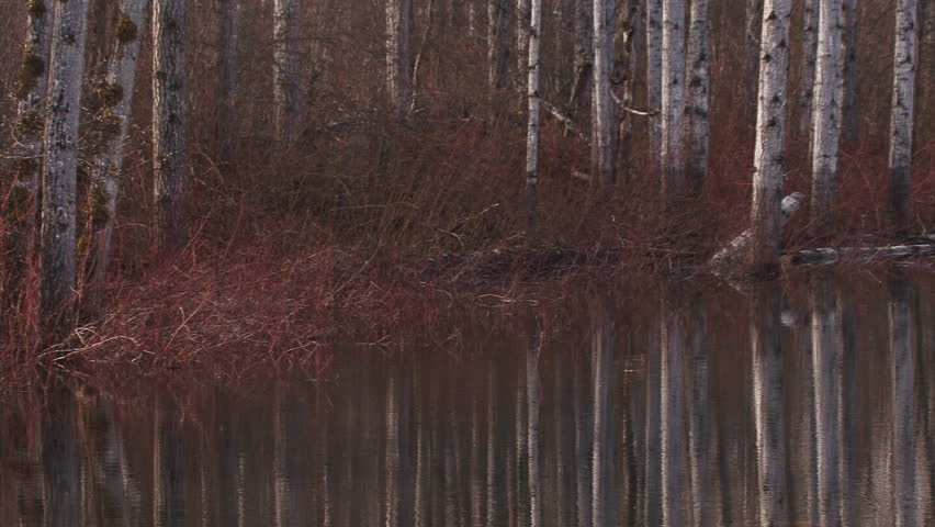 Springtime Birch Trees Reflecting in Forest Pool