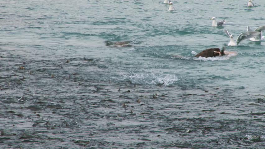 A sea lion caught a fish and rips it to shreds before sinking below the waves to finish it off. Gulls look on.