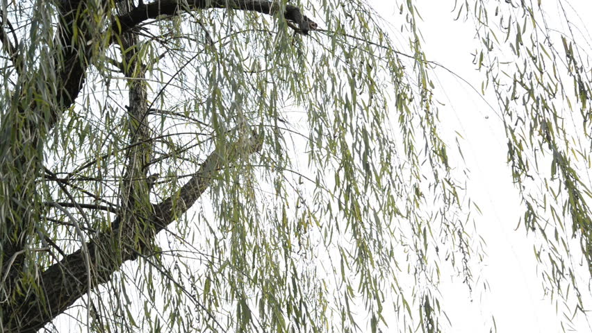 Weeping willow tree in garden