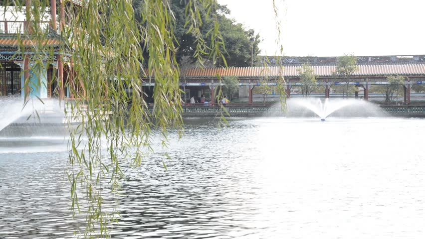 Weeping willow tree in garden