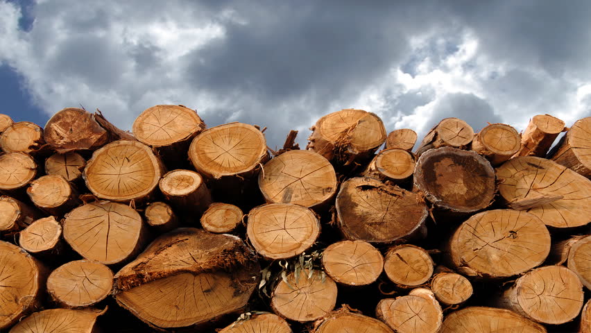 Time lapse of cut trunks stacked in forest 