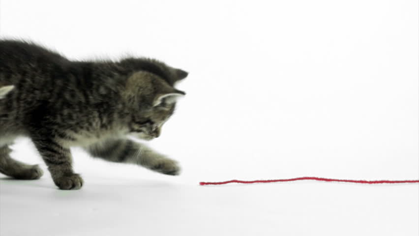 Cute pet baby tabby kittens playing and having fun 