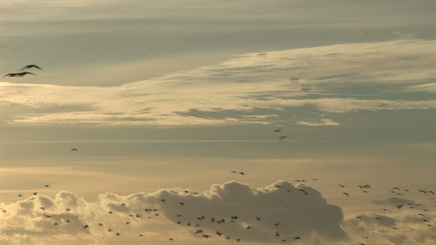 Large flocks of geese flying in the clouds