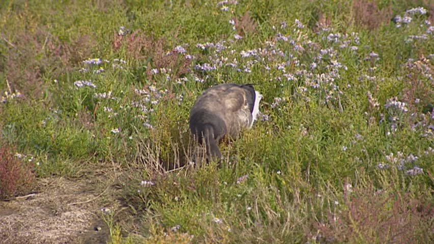 brant goose or brent goose (Branta bernicla ) foraging in tidal estuary with Limonium vulgare blooming.