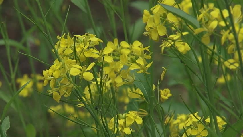 Yellow flowers of black mustard (Brassica nigra) - close up.  Black mustard cultivated for its seeds, which are commonly used as a spice.