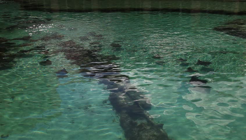 The group of little stingrays swimming in aquarium on Paradise Island (The Bahamas).