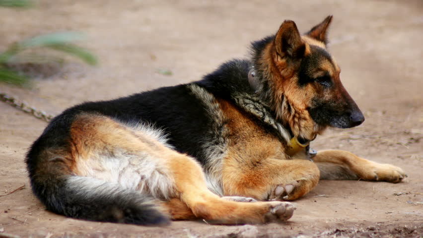 SUPER 35MM CAMERA - Lonely dog longing for attention 