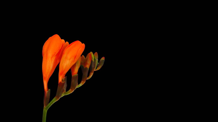 Time-lapse opening orange freesia flower buds ALPHA matte 1 