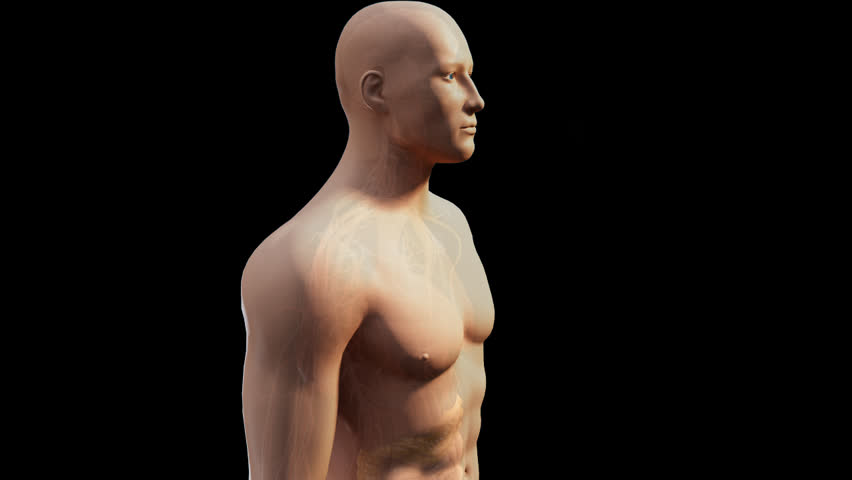 anteriolateral to anterior rotational zoom of realistic male 3D anatomical model highlighting stomach and small intestine in front of black background