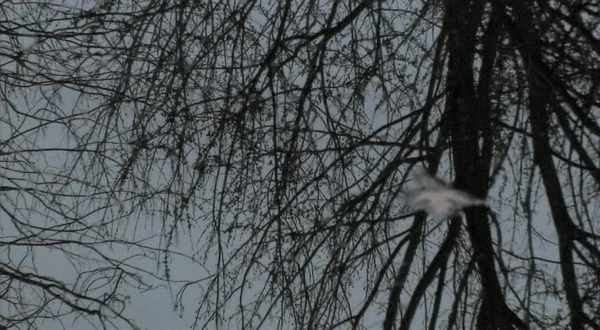 Water Reflection of Trees racking focus with floating leaf w/ Close up of floating leaf
