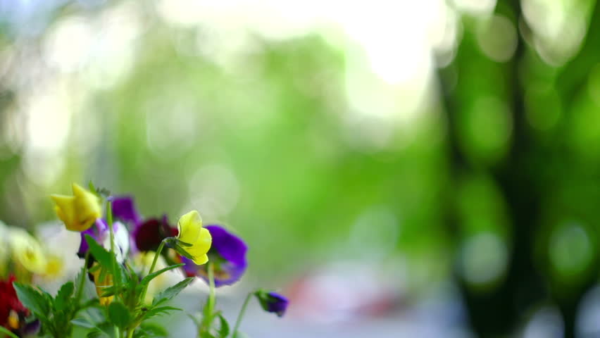 Super 35mm camera - Colorful flowers in the spring