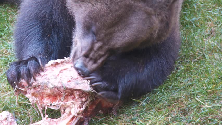 brown bear eating
