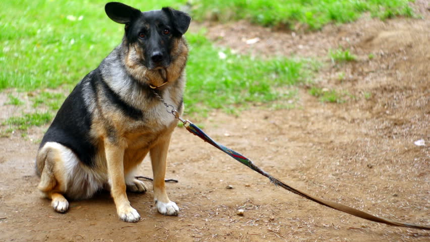 SUPER 35MM CAMERA - Lonely dog longing for attention 