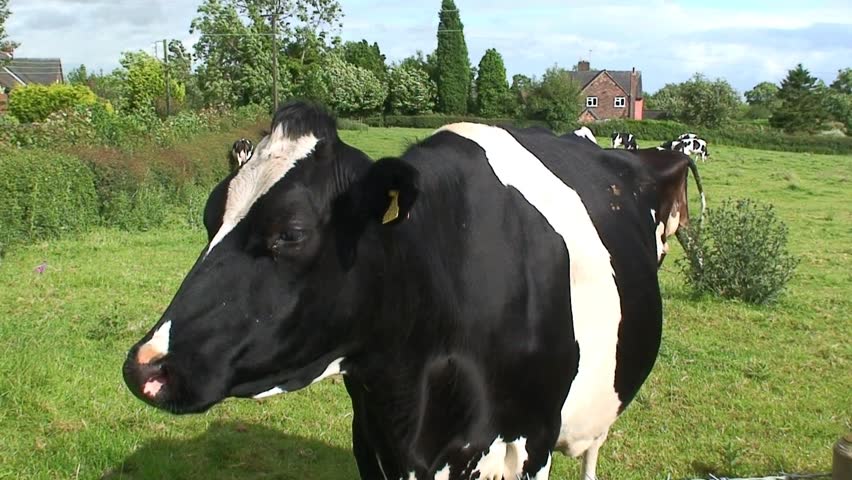 COVENTRY, ENGLAND - CIRCA 2007: cow in the countryside