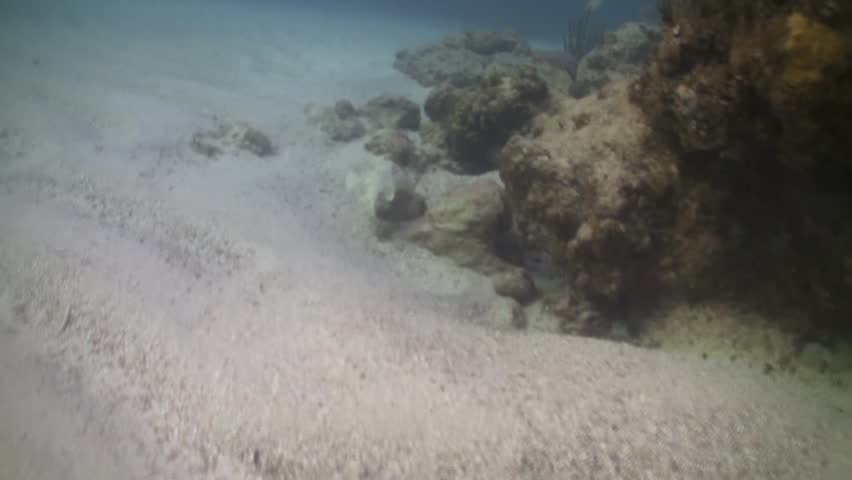 Yellow Stingray swims near ocean coral reef