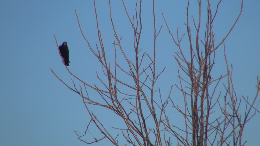 Crow Sitting on a Bare Branch in a Tree then Fly Away, Winter Season