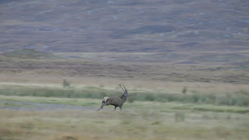 Deer running in Glenn Afrric, Scotland - slow motion (1080p50 conformed to 1080p25)