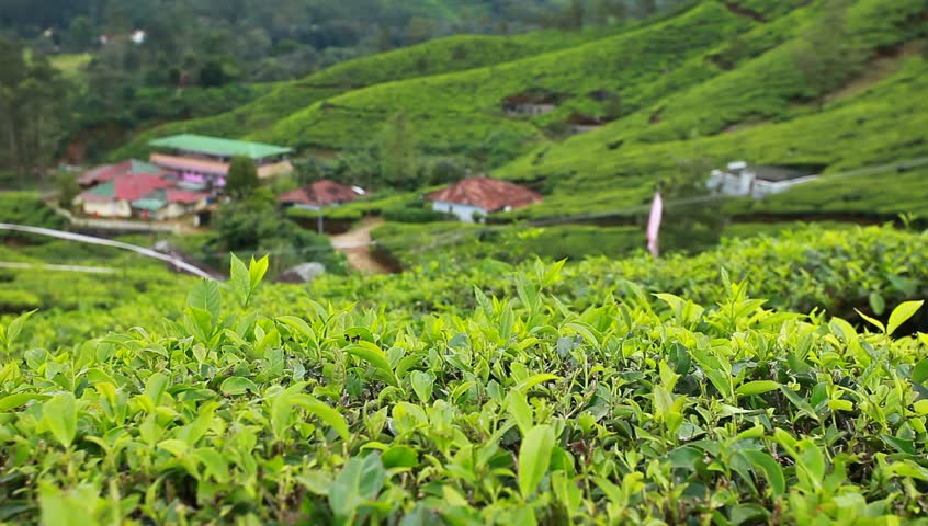 Landscape of green tea plantations. Munnar, Kerala, India