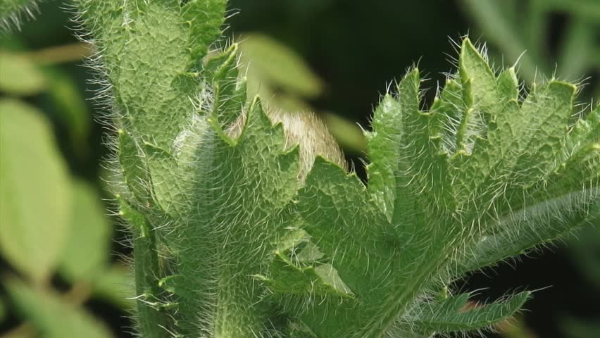 Flower bud Oriental poppy, papaver orientale - close up