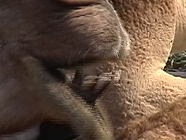 Chewing camel of Qatar