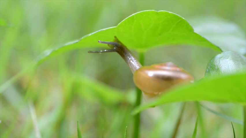 A snail exploring it's surrounding