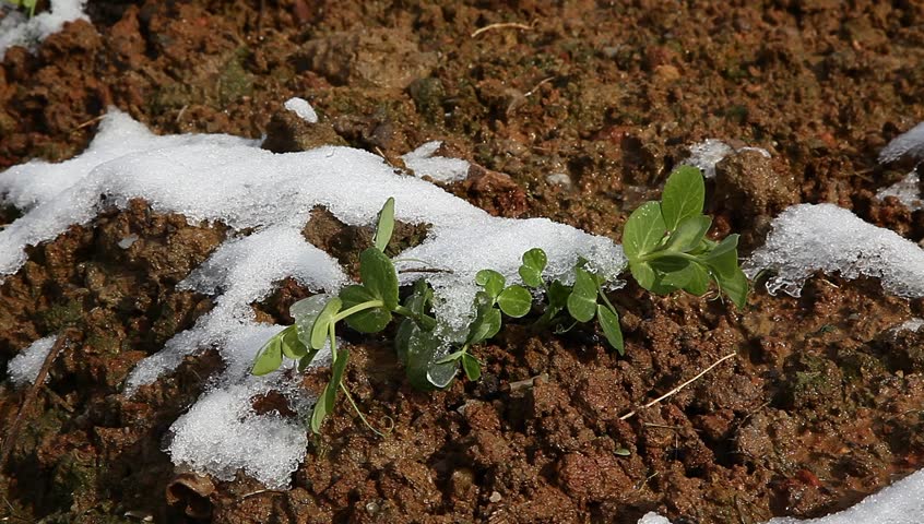 pisum sapling in the field with white snow
