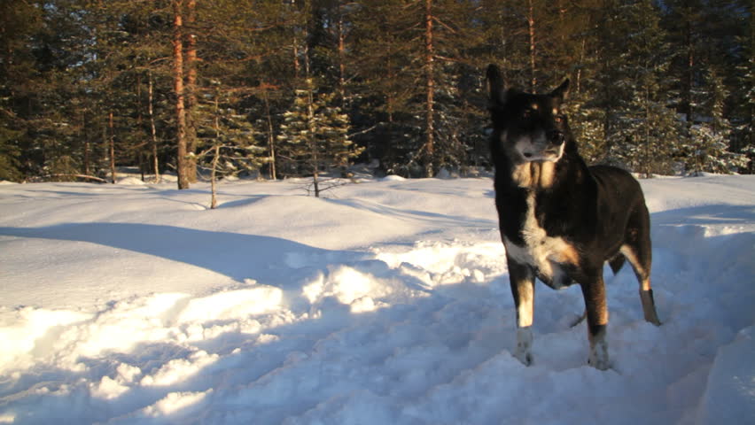 Dog Lapponian Herder, used by the Scandinavian sami people for herding and quarding reindeer