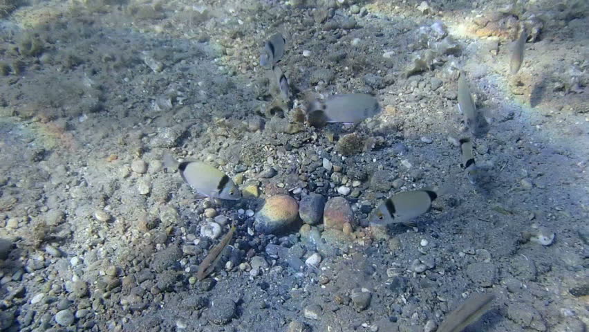 Underwater view of fish feeding