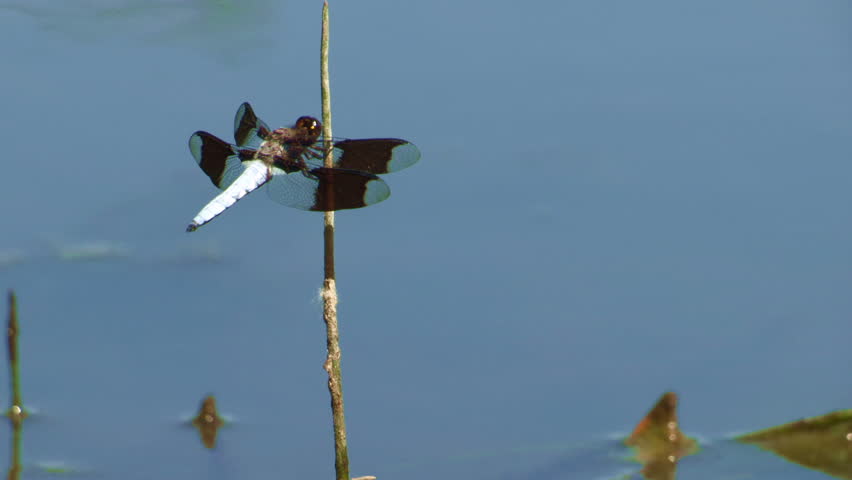 USA, Oregon, Albany, Freeway Ponds Park, Common Whitetail (Plathemis lydia)