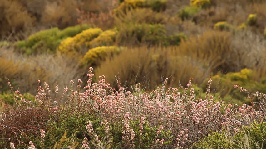 Coastal scrub ecosystem in Montana de Oro State Park, Los Osos, CA