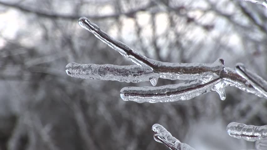 Frozen Twigs