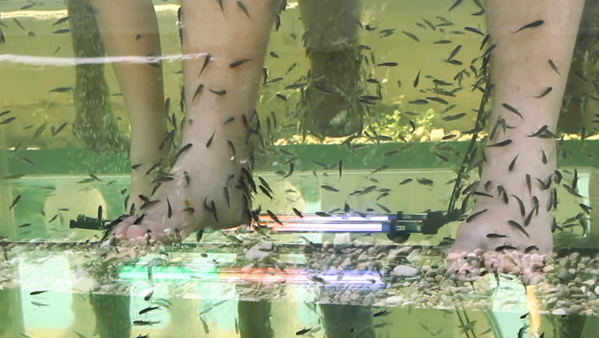Peeling skin feet of tropical fish in the water