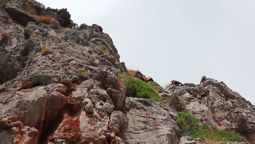 Wild goats on mountains in Sa Calobra, Mallorca Island, Spain