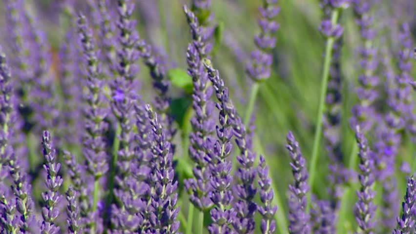 lavender in bloom, waving in wind - close up, Lavender flowers and leaves are used as an herbal medicine, oil or herbal tea and are part of the culinary herb blend herbes de Provence.