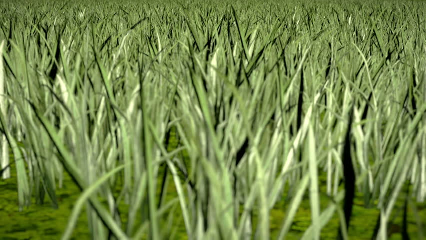 Flying over lawn